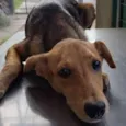 Kika