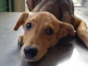 Cachorro raça SRD idade 1 ano nome Kika