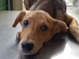 Kika