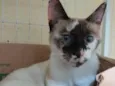 Esmeralda