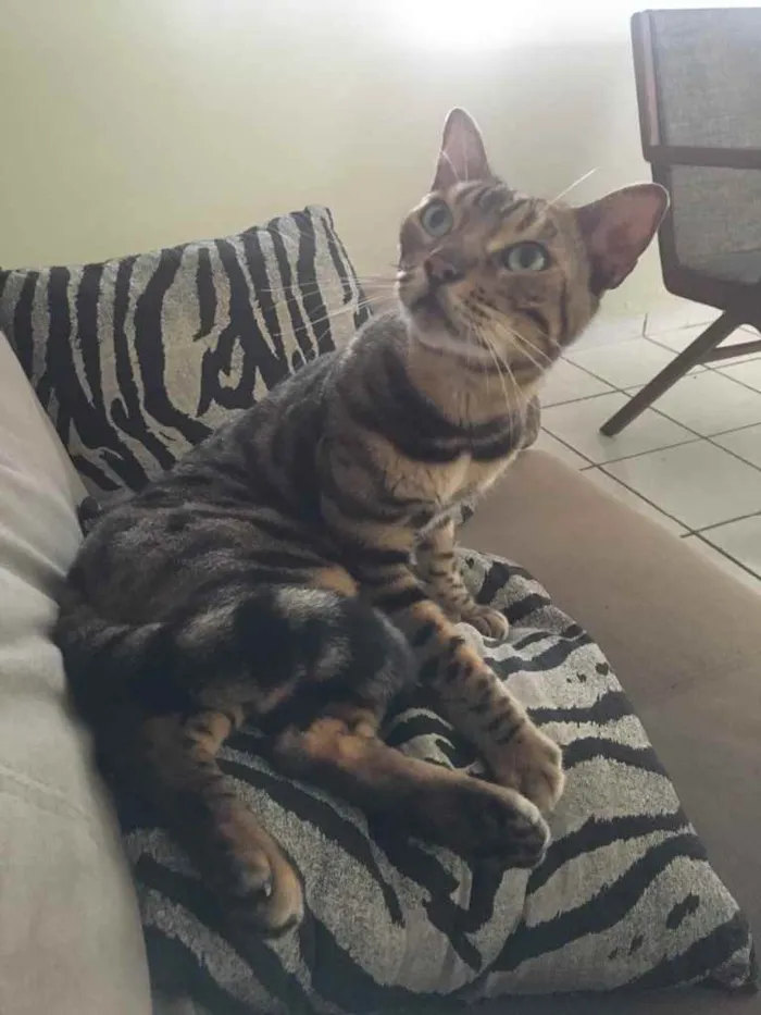 Gato ra a Bengal idade 4 anos nome Apollo