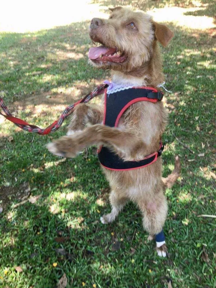 Cachorro ra a SRD-ViraLata idade 6 ou mais anos nome MORENA