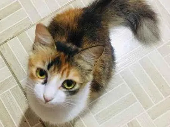 Gato ra a SRD idade 1 ano nome Jade