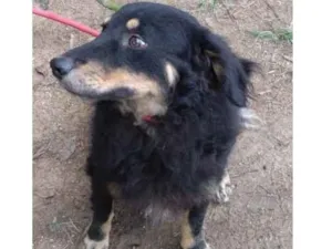 Cachorro raça SRD idade 2 anos nome Ringo