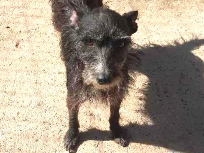 Cachorro ra a SRD idade 4 anos nome Nikita