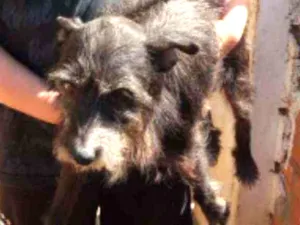 Cachorro raça SRD idade 4 anos nome Nikita