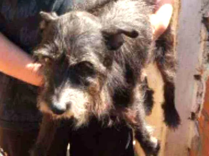 Cachorro ra a SRD idade 4 anos nome Nikita