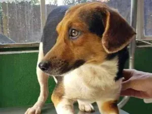 Cachorro raça SRD idade 4 anos nome Lara