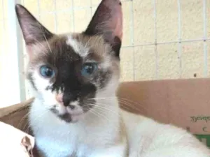 Gato raça SRD idade 1 ano nome Esmeralda