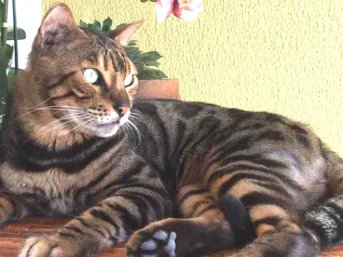 Gato ra a Bengal idade 4 anos nome Apollo