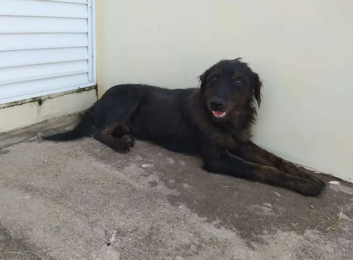 Cachorro ra a SRD idade 1 ano nome Negão