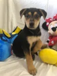 Cachorro raça SRD idade 2 a 6 meses nome Sem Nome