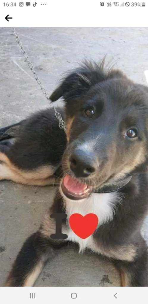 Cachorro ra a Vira Lata  idade 1 ano nome Romeu