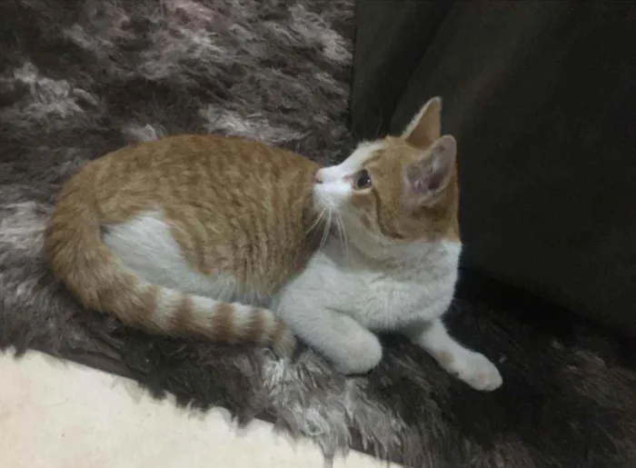 Gato ra a Não sei idade 2 a 6 meses nome Não tem é filhote