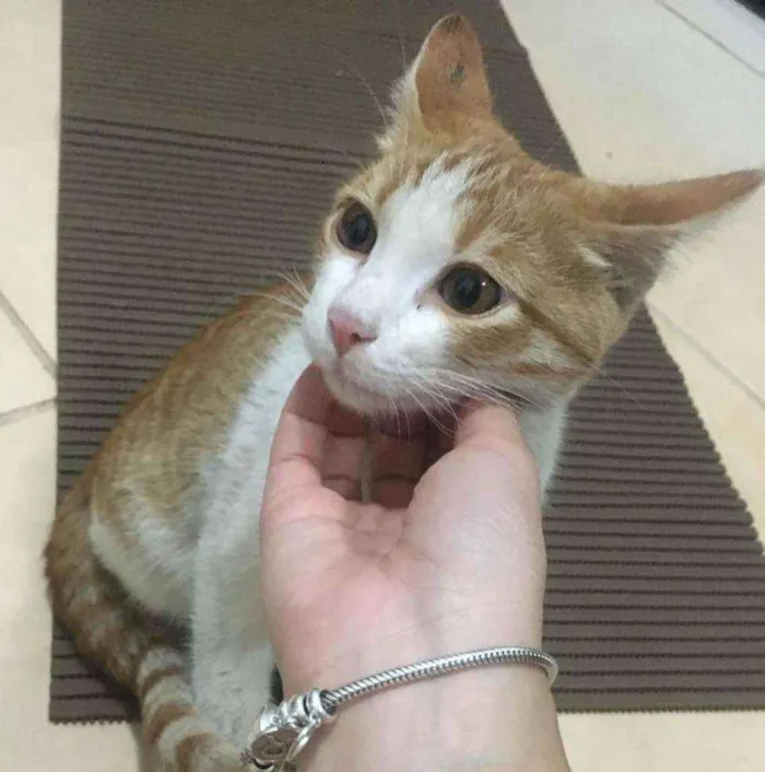 Gato ra a Não sei idade 2 a 6 meses nome Não tem é filhote