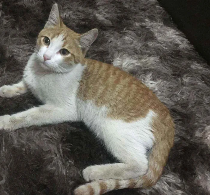 Gato ra a Não sei idade 2 a 6 meses nome Não tem é filhote