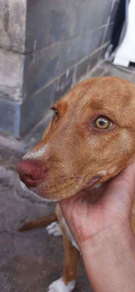 Cachorro ra a Pitbull misturado  idade 2 a 6 meses nome Ravi