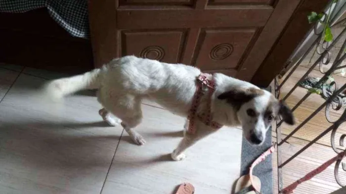 Cachorro ra a Vira-lata pelo alto idade 1 ano nome Polar 