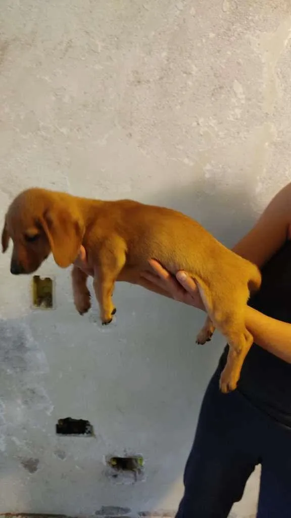Cachorro raça SRD-ViraLata idade 2 a 6 meses nome FELICIA