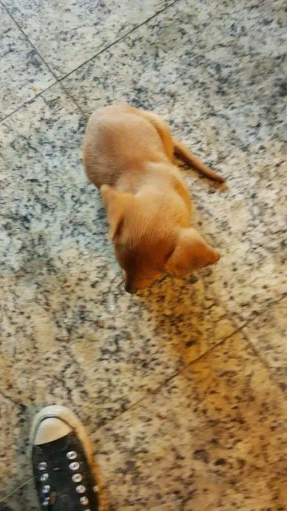 Cachorro raça SRD-ViraLata idade 2 a 6 meses nome FELICIA