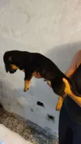 Cachorro raça SRD-ViraLata idade 2 a 6 meses nome GUTO