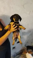 Cachorro raça SRD-ViraLata idade 2 a 6 meses nome GUTO