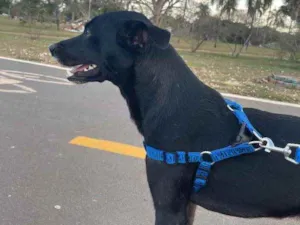 Cachorro raça SRD idade 1 ano nome Blue 