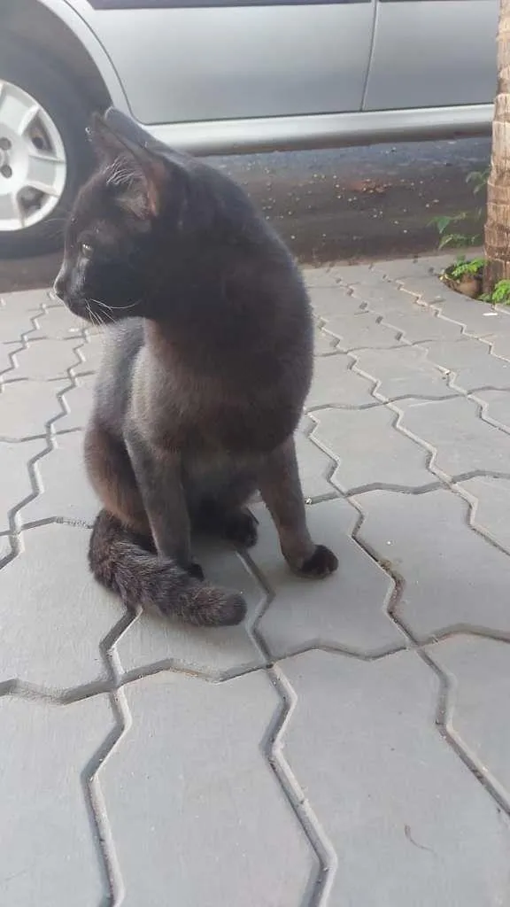 Gato raça SRD-ViraLata idade 1 ano nome Zike