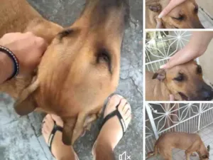 Cachorro raça SRD idade  nome X