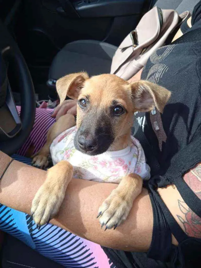 Cachorro raça Srd idade 2 a 6 meses nome Olivia