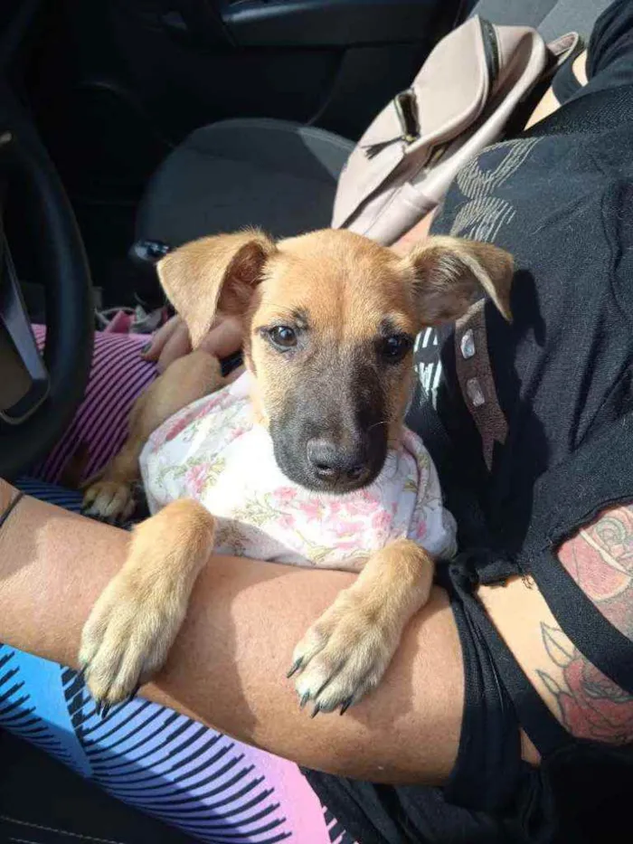 Cachorro raça Srd idade 2 a 6 meses nome Olivia