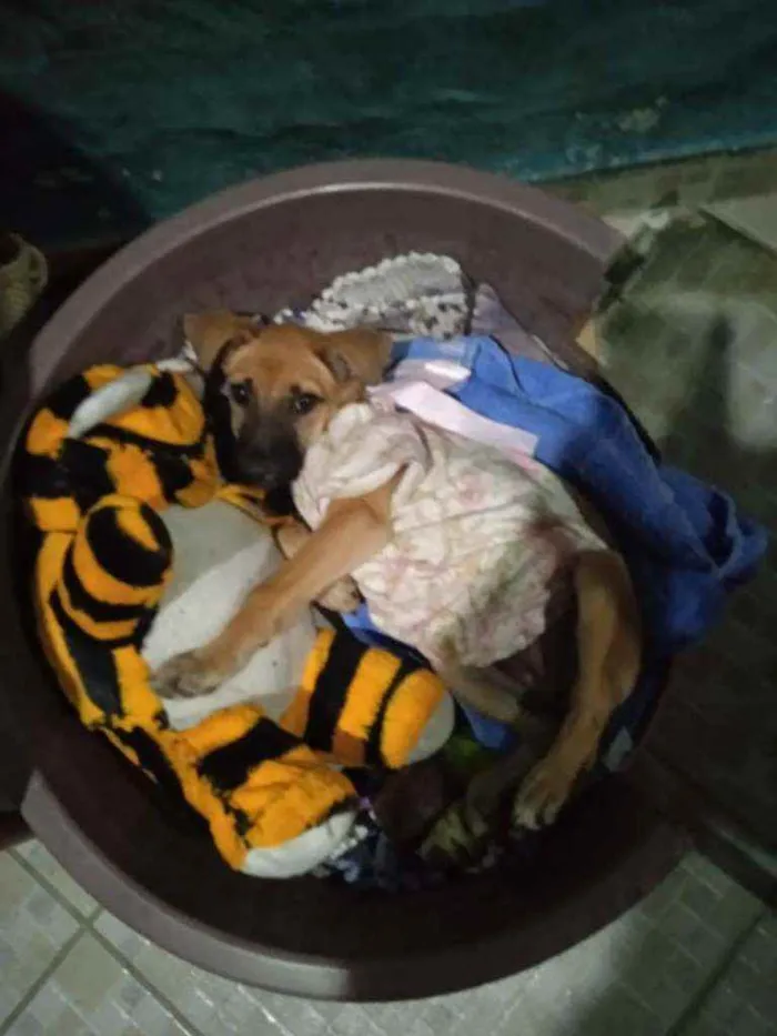 Cachorro raça Srd idade 2 a 6 meses nome Olivia