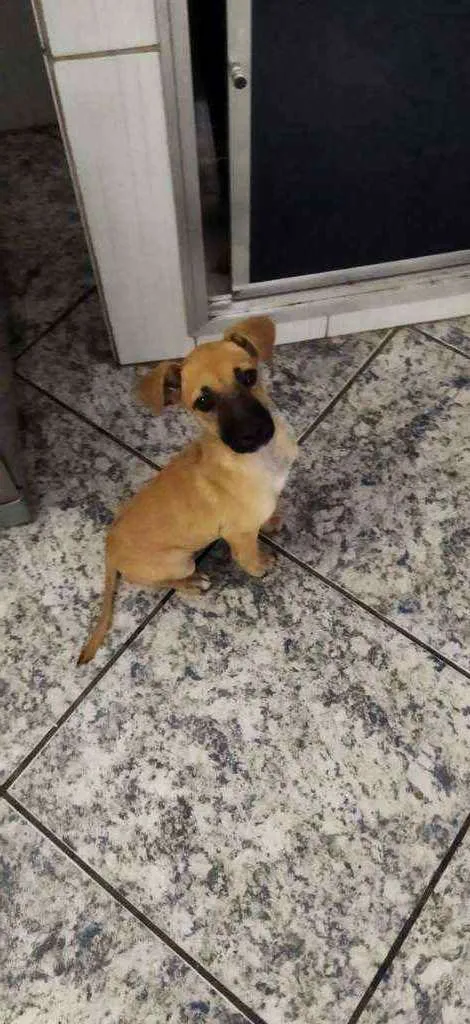 Cachorro raça Srd idade 2 a 6 meses nome Olivia