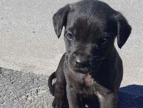 Cachorro ra a Vira lata idade 2 a 6 meses nome Polaco