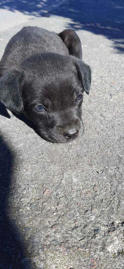 Cachorro ra a Vira lata idade 2 a 6 meses nome Polaco