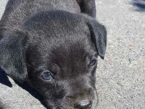 Cachorro ra a Vira lata idade 2 a 6 meses nome Polaco