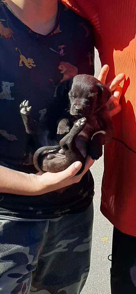 Cachorro ra a Vira lata idade 2 a 6 meses nome Polaco