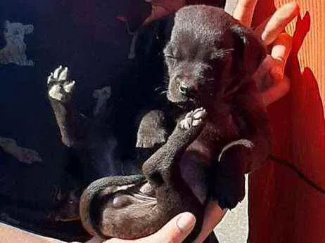 Cachorro ra a Vira lata idade 2 a 6 meses nome Polaco