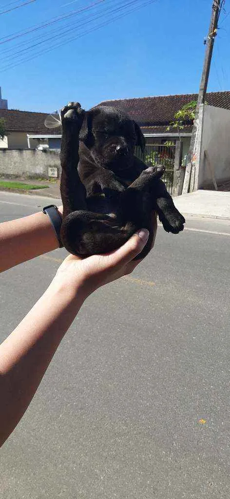 Cachorro ra a Vira lata idade 2 a 6 meses nome Polaco