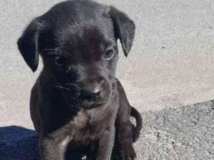 Cachorro raça Vira lata idade 2 a 6 meses nome Polaco