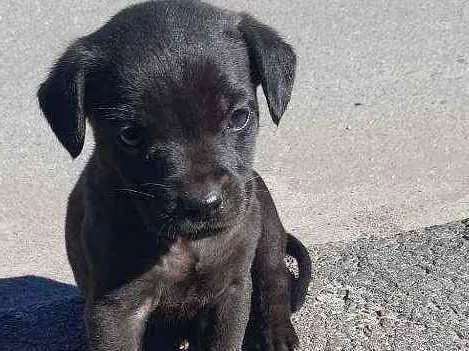 Cachorro ra a Vira lata idade 2 a 6 meses nome Polaco