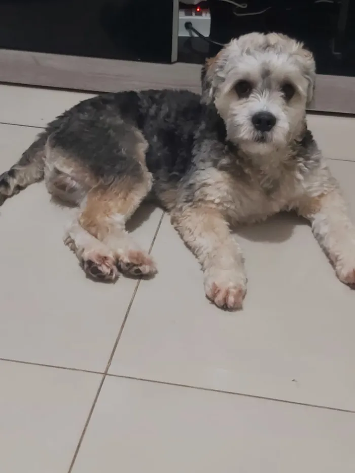 Cachorro ra a Provavelmente  podle idade 7 a 11 meses nome Boby