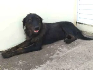 Cachorro raça SRD idade 1 ano nome Negão