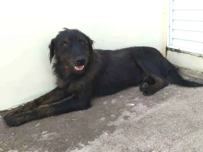 Cachorro ra a SRD idade 1 ano nome Negão