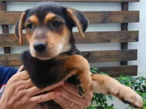 Cachorro raça SRD idade 2 a 6 meses nome Sem Nome