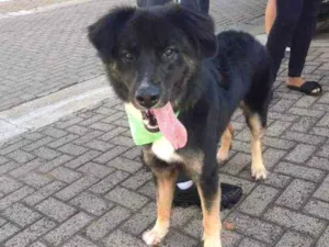 Cachorro raça Vira Lata  idade 1 ano nome Romeu