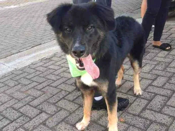 Cachorro ra a Vira Lata  idade 1 ano nome Romeu