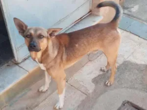 Cachorro raça SRD-ViraLata idade 2 anos nome Nick