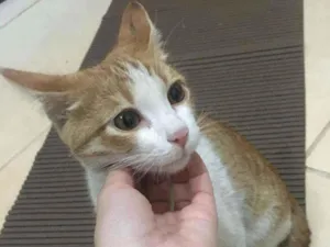 Gato raça Não sei idade 2 a 6 meses nome Não tem é filhote