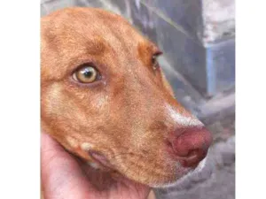 Cachorro raça Pitbull misturado  idade 2 a 6 meses nome Ravi